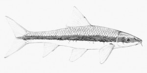 Crossocheilus siamensis