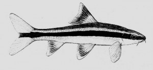 Epalzeorhynchus kalopterus