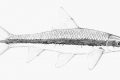 Crossocheilus - come riconoscerlo