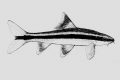 Epalzeorhynchus kalopterus 