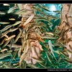 Fish pedicure - Garra rufa